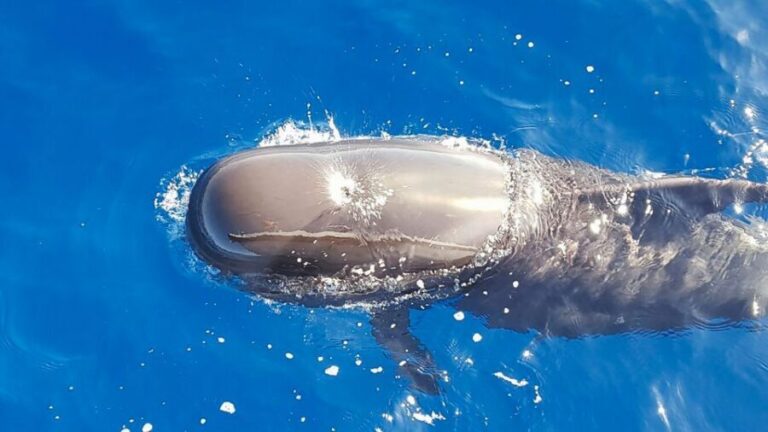 Tenerife: Sailboat Tour Whale Watching Food and Snorkeling - What to Expect from the Tenerife Sailboat Tour