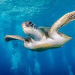 Tenerife: Snorkeling to look for Turtles and Rays - Overview of the Tour Experience