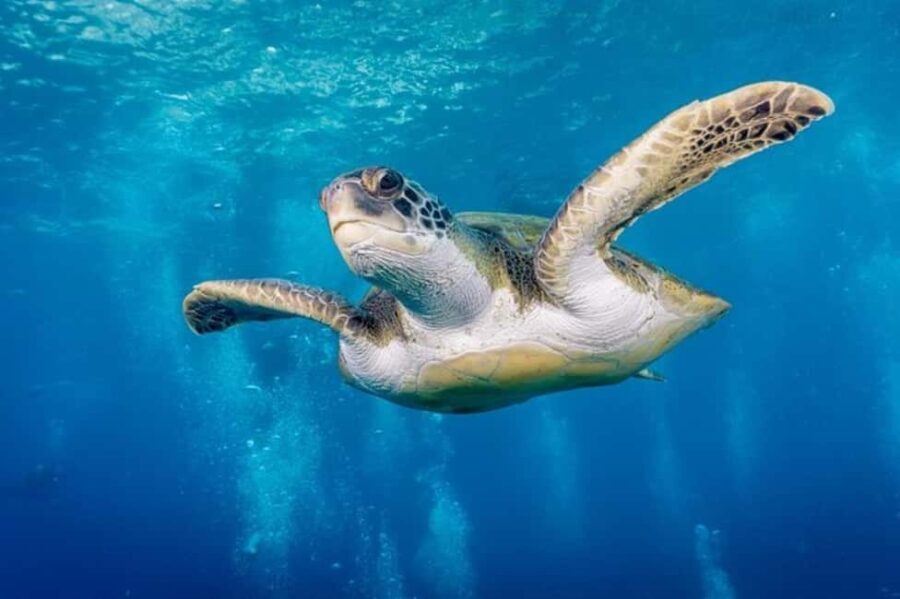 Tenerife: Snorkeling to look for Turtles and Rays - Overview of the Tour Experience