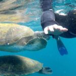 Tenerife: Snorkeling Trip in a Turtle Habitat - The Experience Details