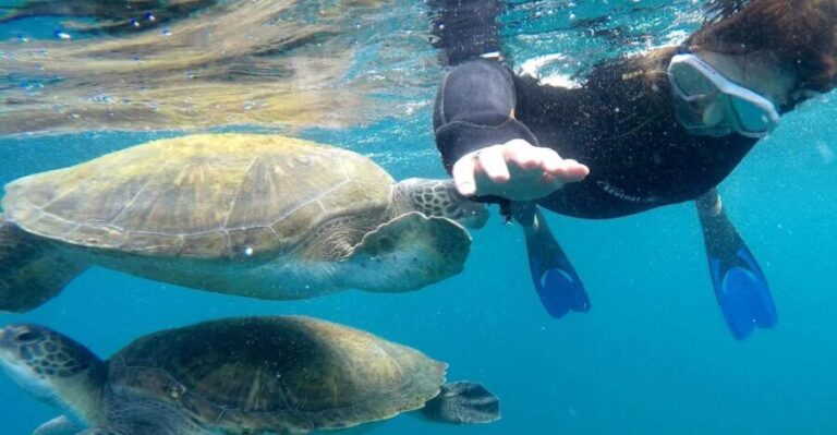 Tenerife: Snorkeling Trip in a Turtle Habitat - The Experience Details