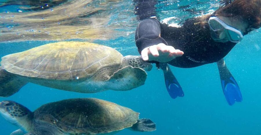 Tenerife: Snorkeling Trip in a Turtle Habitat - The Experience Details
