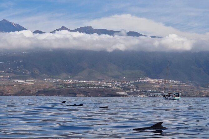 Tenerife Whale Watching and Snorkeling Yacht Trip - The Experience: Authentic and Worthwhile