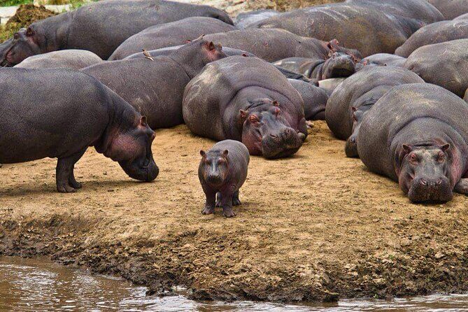 The Admirable Mikumi National Park - 2 Days - What Reviewers Say About This Safari