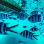 The beautiful East of Mauritius:incl Blue-Bay Marine Park, Crocodile park &Lunch - Final Thoughts