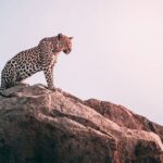 The Best 2-Days 1-night Tanzania Budget Group Joining Safari Tour - Analyzing Value and Practicality