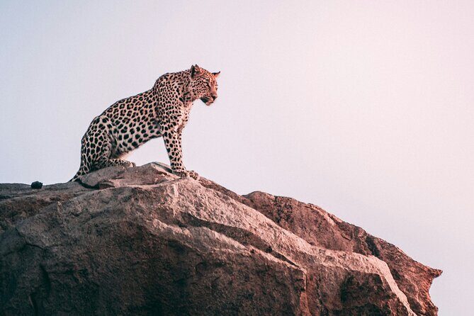 The Best 2-Days 1-night Tanzania Budget Group Joining Safari Tour - Analyzing Value and Practicality