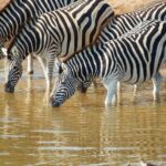 The Best 4 Days Serengeti & Ngorongoro Private Mid-range Safari - A Closer Look at the Itinerary
