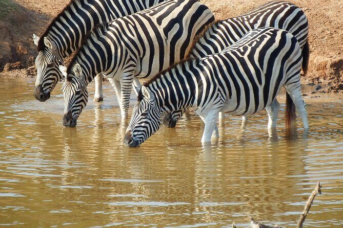 The Best 4 Days Serengeti & Ngorongoro Private Mid-range Safari - A Closer Look at the Itinerary