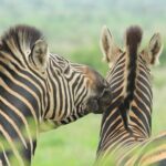 The Best of Zululand's Big 5 reserves - For the Discerning guest - What’s Included and What’s Not