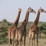 The best Selous 1 day safari from Zanzibar - What Makes This Safari Special?