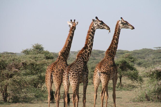 The best Selous 1 day safari from Zanzibar - What Makes This Safari Special?