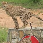 The Kruger National Park - Full Day Tour - Why This Tour Offers Value and Authenticity