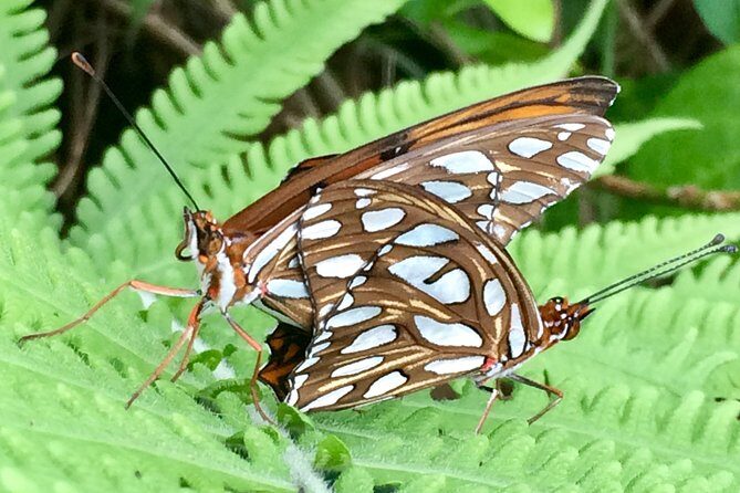 The Maui Butterfly Farm Tour - Why Travelers Keep Coming Back