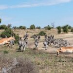 The Mosi oa Tunya National Park Game Drive - Transportation and Group Size
