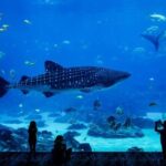 The National Aquarium Abu Dhabi Ticket - Who Will Enjoy This Experience?