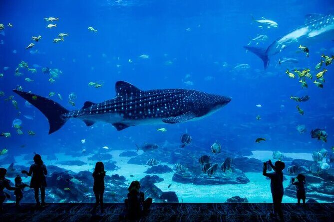 The National Aquarium Abu Dhabi Ticket - Who Will Enjoy This Experience?