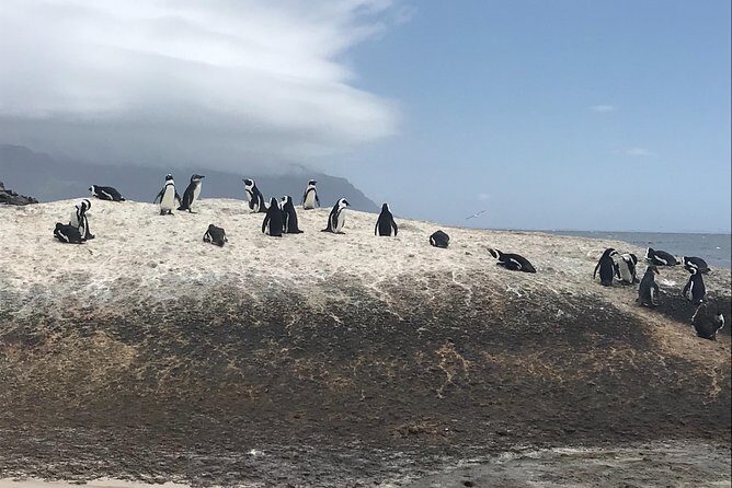 The Penguin Encounter - Detailed Review of the Experience