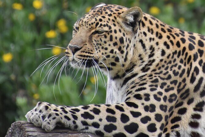 The Private Wildlife Tour - The Guide: Knowledgeable and Friendly