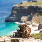 The Road Trip (Cape Point and Penguins) - Frequently Asked Questions