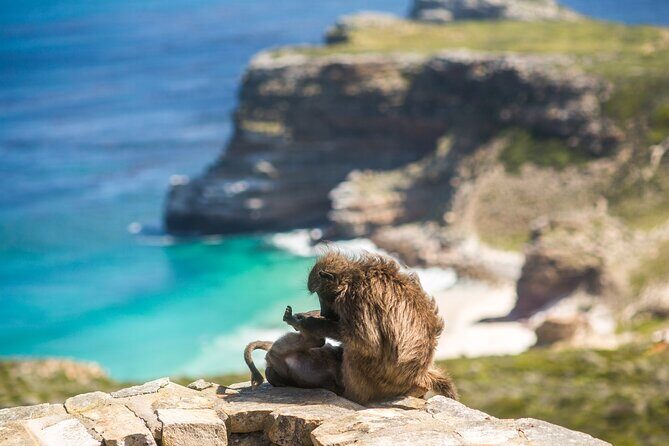 The Road Trip (Cape Point and Penguins) - Frequently Asked Questions