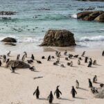 The Road Trip (Cape Point & Penguins) - Private Tour - Wildlife and Nature Encounters