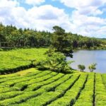 The Tea Story with Lunch - The Itinerary in Detail: What to Expect