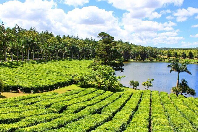 The Tea Story with Lunch - The Itinerary in Detail: What to Expect