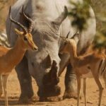The Top Rated 6-Day Serengeti Budget Camping Safari in Tanzania - What’s Included and What’s Not