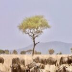 The Ultimate Guide for 2-Day Tanzania Safari from Mwanza - The Itinerary Breakdown: What’s Included and What To Expect