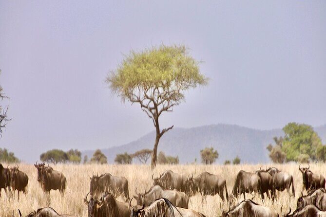 The Ultimate Guide for 2-Day Tanzania Safari from Mwanza - The Itinerary Breakdown: What’s Included and What To Expect