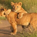 The World's Best 1 Day Tarangire Budget Group Safari From Arusha - FAQ