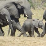 Things To Do in Victoria Falls - What Makes This Tour Stand Out?
