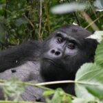 Three Days Gorilla Safaris In Uganda - Gorilla Trekking Adventure (Day 2)