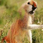 Three Days Murchison Falls National Park Tour in Uganda - Day 2: Wildlife Encounters and River Adventures
