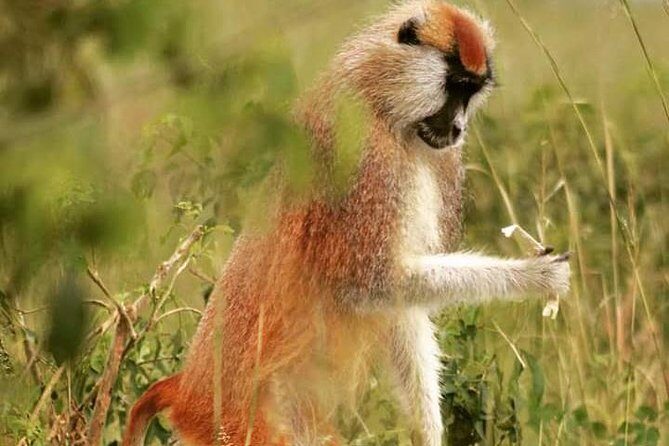 Three Days Murchison Falls National Park Tour in Uganda - Day 2: Wildlife Encounters and River Adventures