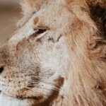 Three Days Ngorongoro crater, Lake Manyara and Taragire National Park (Joining) - Practical Details and Value Analysis