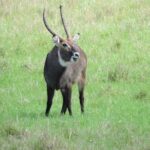 Thrilling 6 Days Amboseli-Lake Nakuru-Maasai Mara Budget Safari - What Makes This Safari Stand Out?