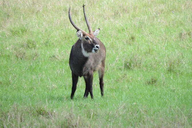 Thrilling 6 Days Amboseli-Lake Nakuru-Maasai Mara Budget Safari - What Makes This Safari Stand Out?