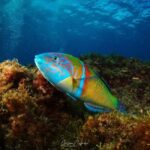 Tias: Guided Snorkeling Tour in Playa Chica - Tias: Guided Snorkeling Tour in Playa Chica