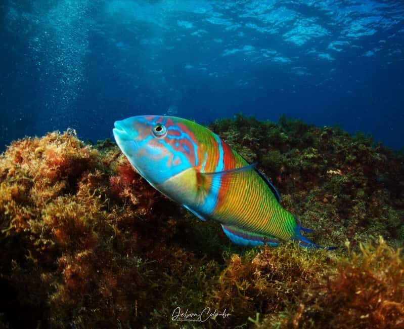 Tias: Guided Snorkeling Tour in Playa Chica - Tias: Guided Snorkeling Tour in Playa Chica