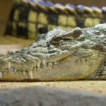 Ticket pack for Zaragoza Amusement Park and Aquarium - An in-depth look at what this tour offers
