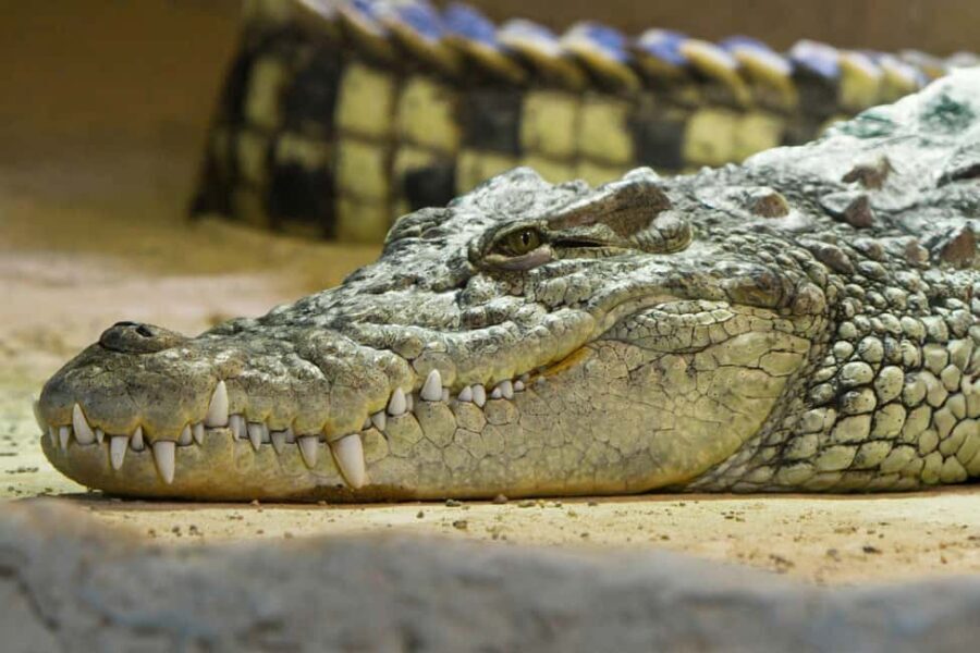 Ticket pack for Zaragoza Amusement Park and Aquarium - An in-depth look at what this tour offers