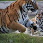 Tiger Valley Tour - The Sum Up: Is the Tiger Valley Tour Worth It?