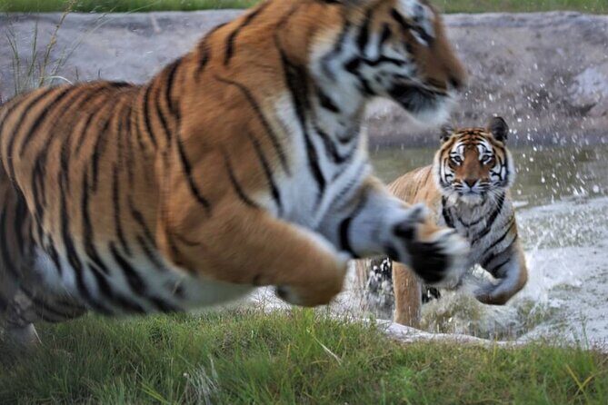 Tiger Valley Tour - The Sum Up: Is the Tiger Valley Tour Worth It?