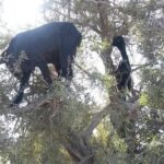 Tiout Taroudant Day Trip From Agadir - Final Thoughts