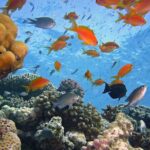 Tiran Island Full Day Snorkeling Sea Trip & intro dive 15 min - Sharm El Sheikh - FAQs