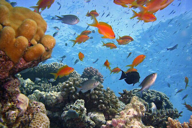 Tiran Island Full Day Snorkeling Sea Trip & intro dive 15 min - Sharm El Sheikh - FAQs