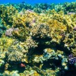 Tiran Island Snorkeling Excursion - In-Depth Look at the Itinerary
