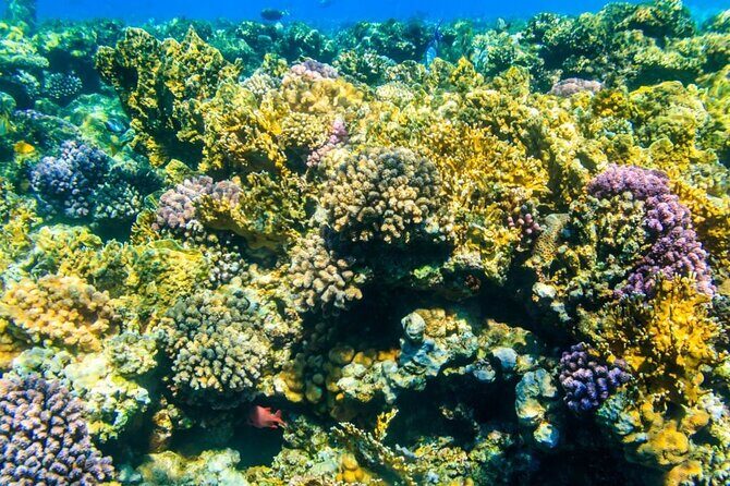 Tiran Island Snorkeling Excursion - In-Depth Look at the Itinerary